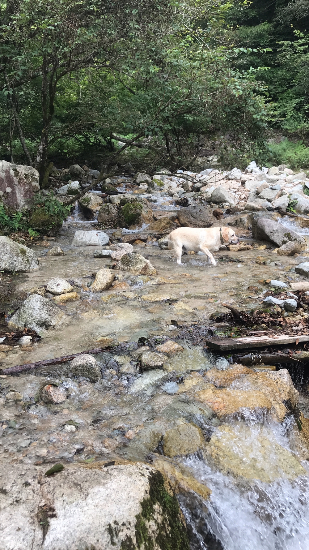 比良山系最高峰・武奈ヶ岳２発の写真20