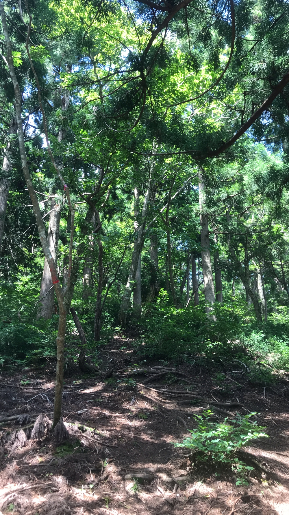 比良山系最高峰・武奈ヶ岳２発の写真33