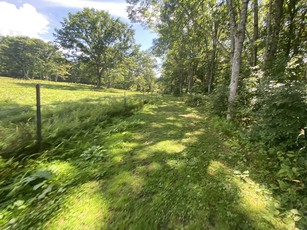 妙高高原・笹ヶ峰牧場クロカンコースの写真5