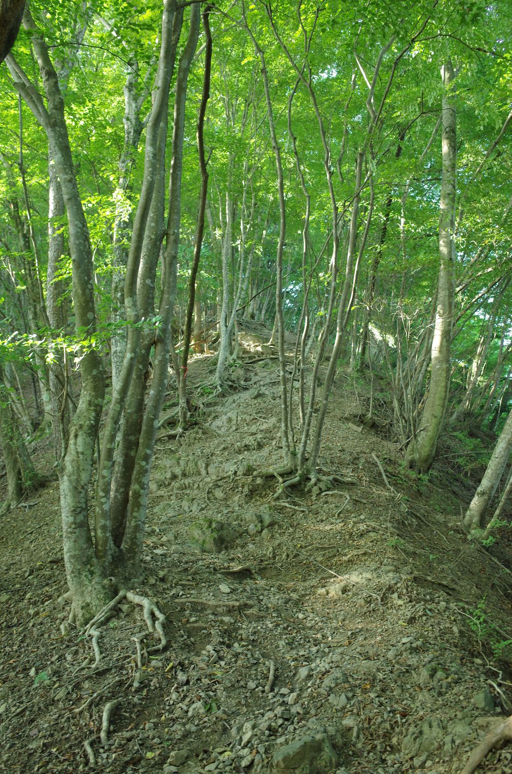 奥多摩トレイルラン：御前山の写真3