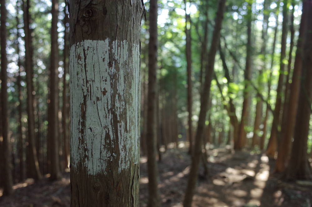 奥多摩トレイルラン：御前山の写真6
