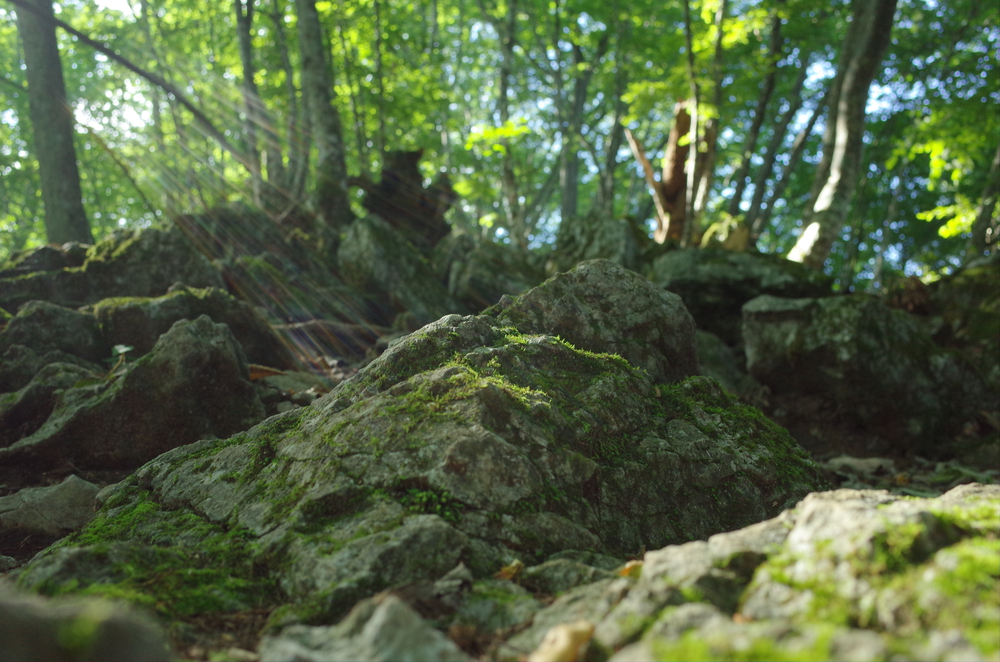 奥多摩トレイルラン：御前山の写真7