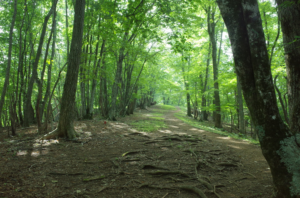奥多摩トレイルラン：御前山の写真8