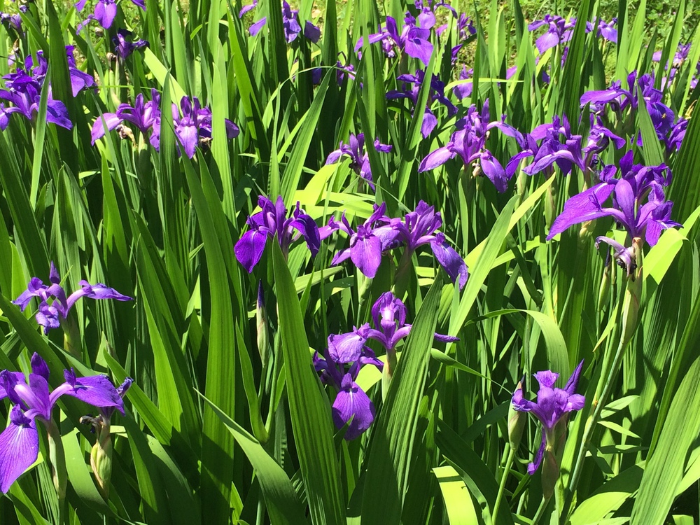 港北ニュータウン緑道一周の写真5