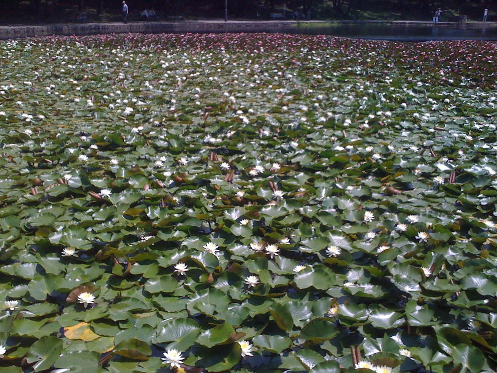 港北ニュータウン緑道一周の写真6