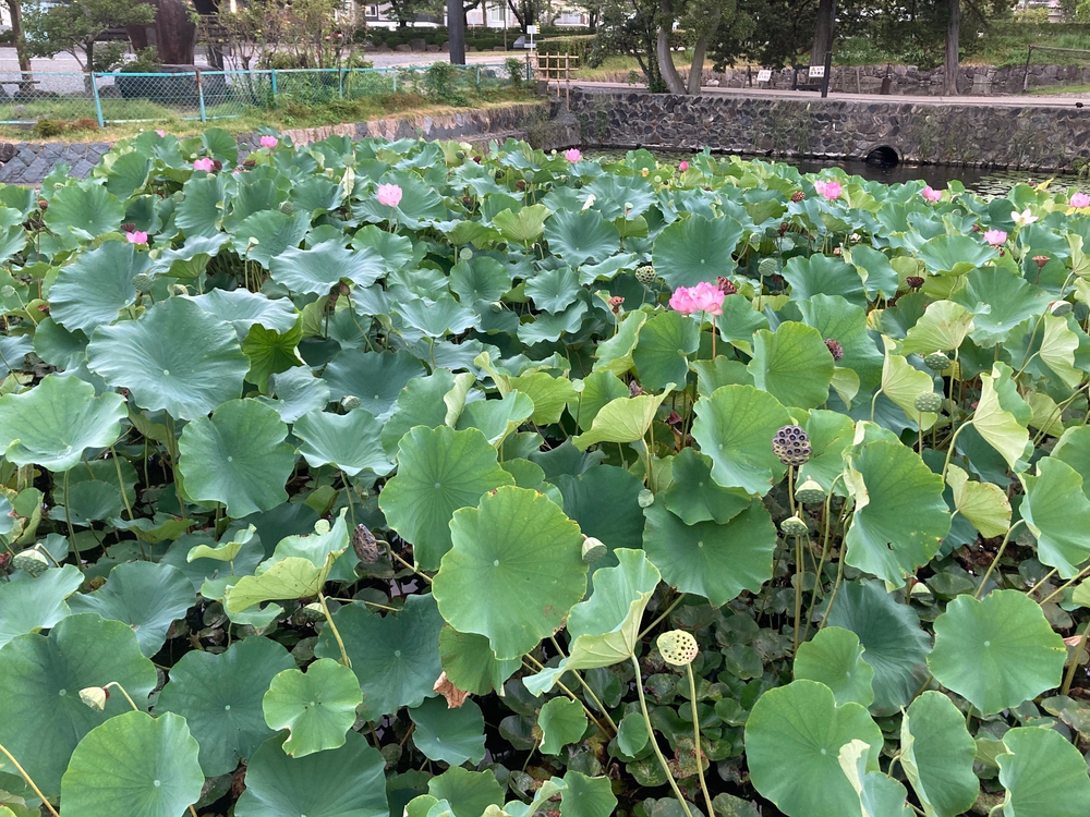 出張で松本にての写真5