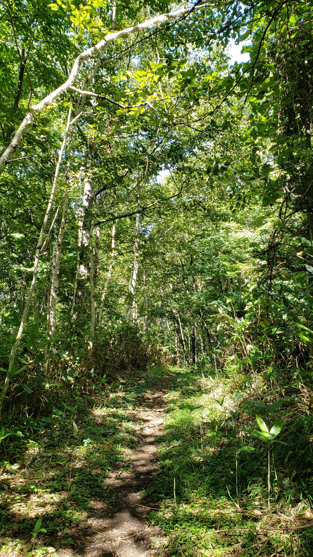 札幌・手稲山コースの写真7