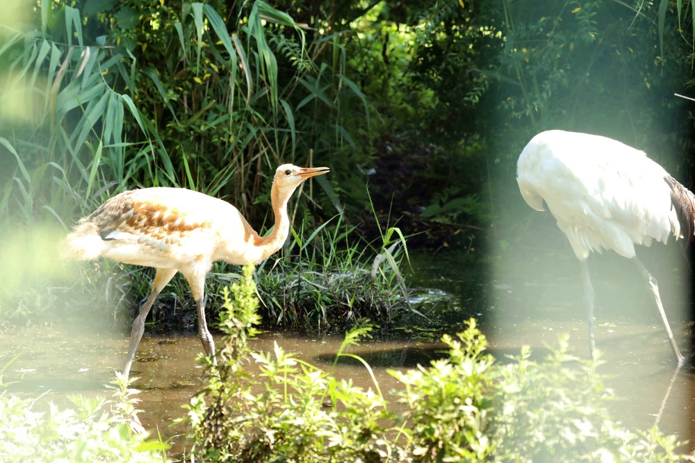 「ツルの町」鶴田町まるごと堪能コースの写真3