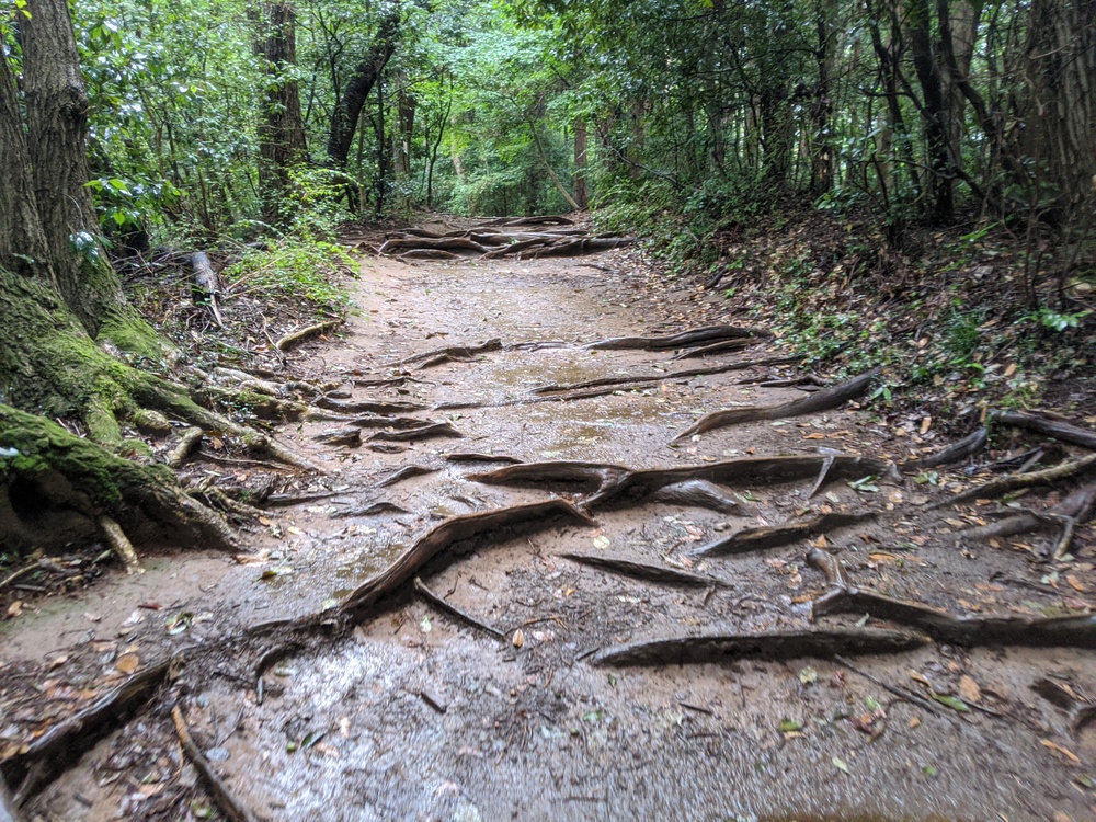 高尾山シャワーラン9月(稲荷山コース〜山頂〜1号路)の写真4