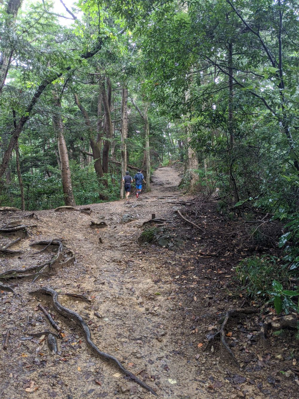 高尾山シャワーラン9月(稲荷山コース〜山頂〜1号路)の写真5