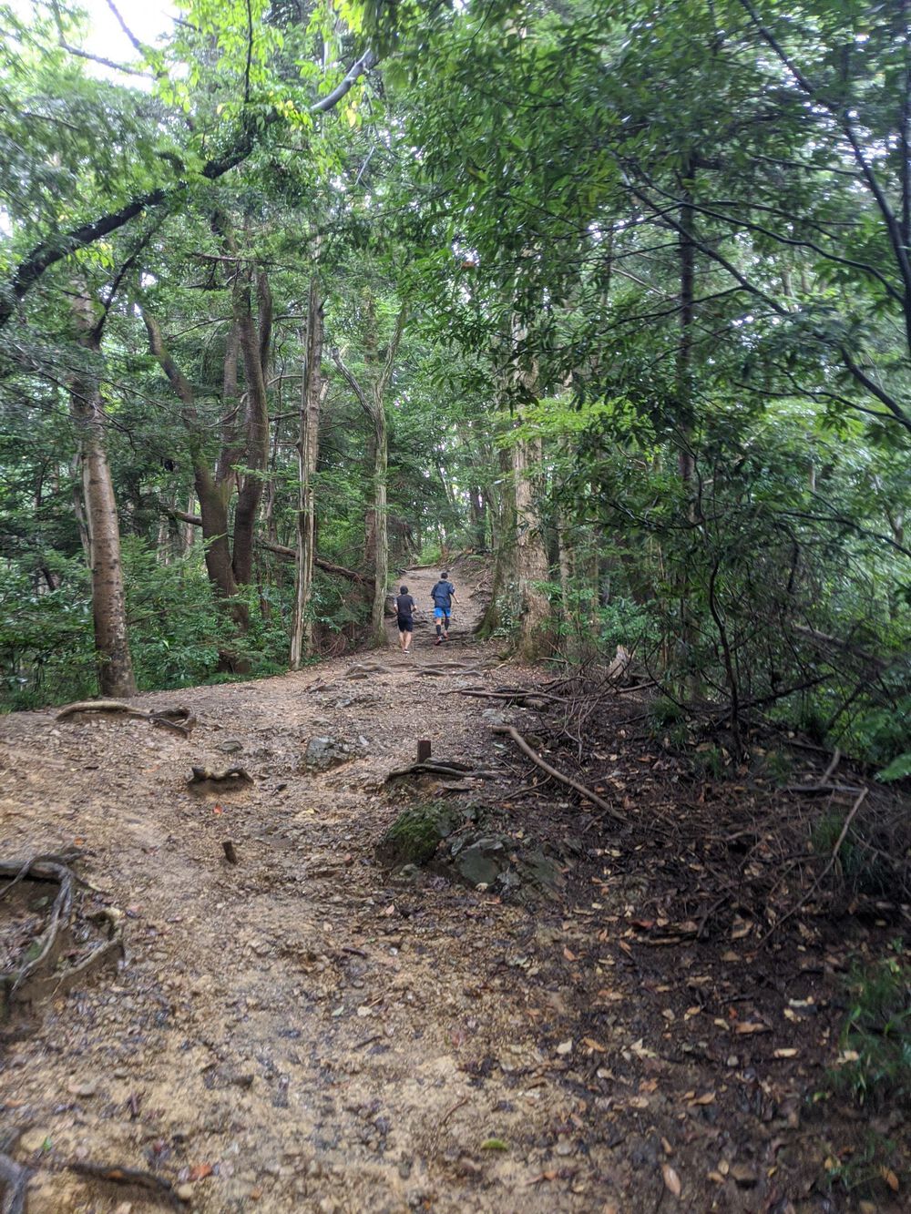 高尾山シャワーラン9月(稲荷山コース〜山頂〜1号路)の写真6