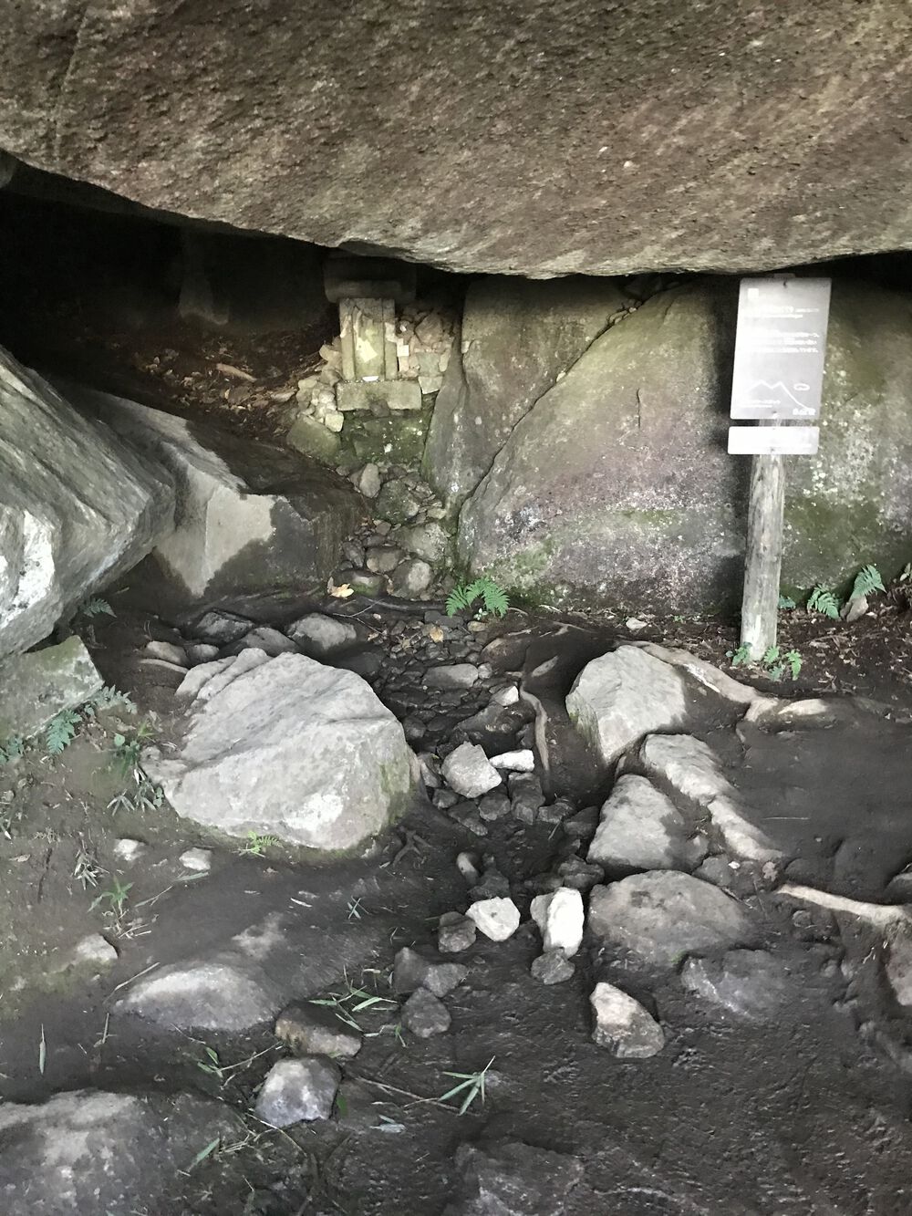 初トレラン！※登りは歩きの写真4