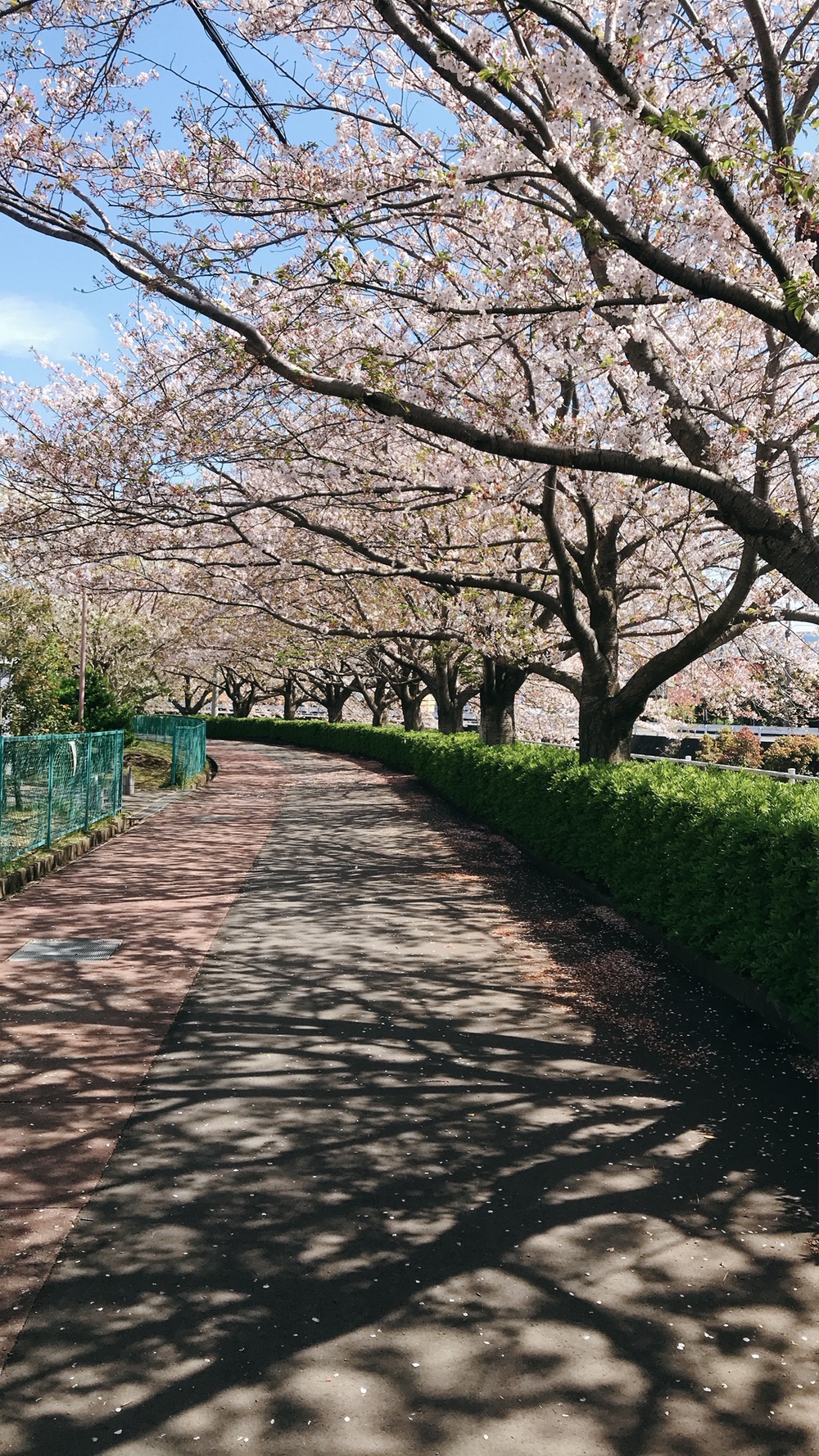 三島と長泉周遊10kmは桜堤でリフレッシュの写真3