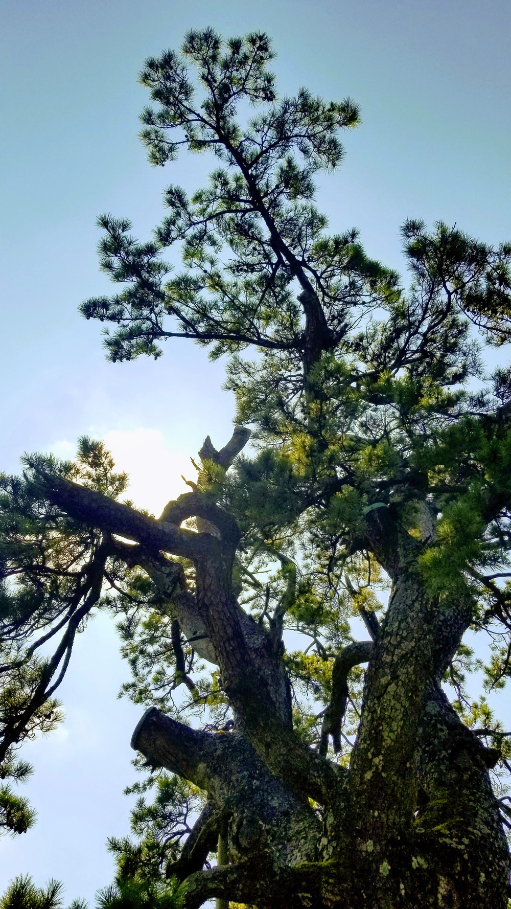 島根三瓶山をぐるりと１マイルの写真7