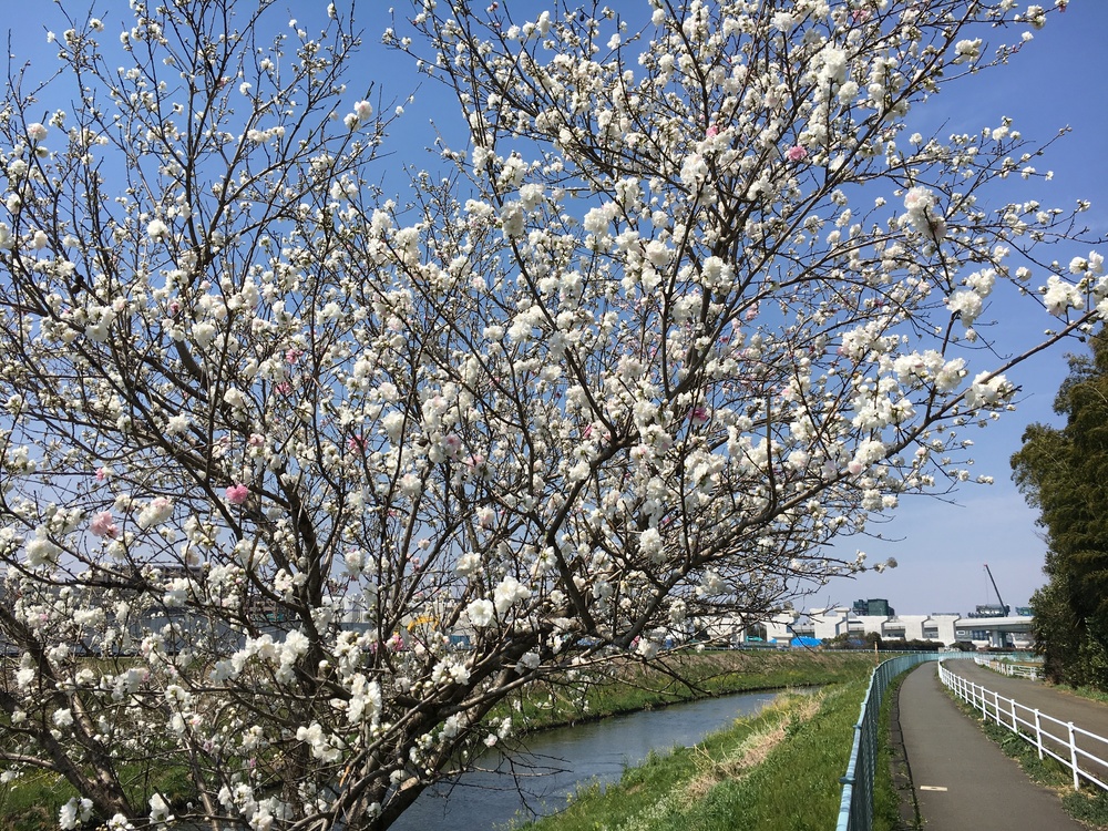 鶴見川沿のんびりしたランニングコースの写真3