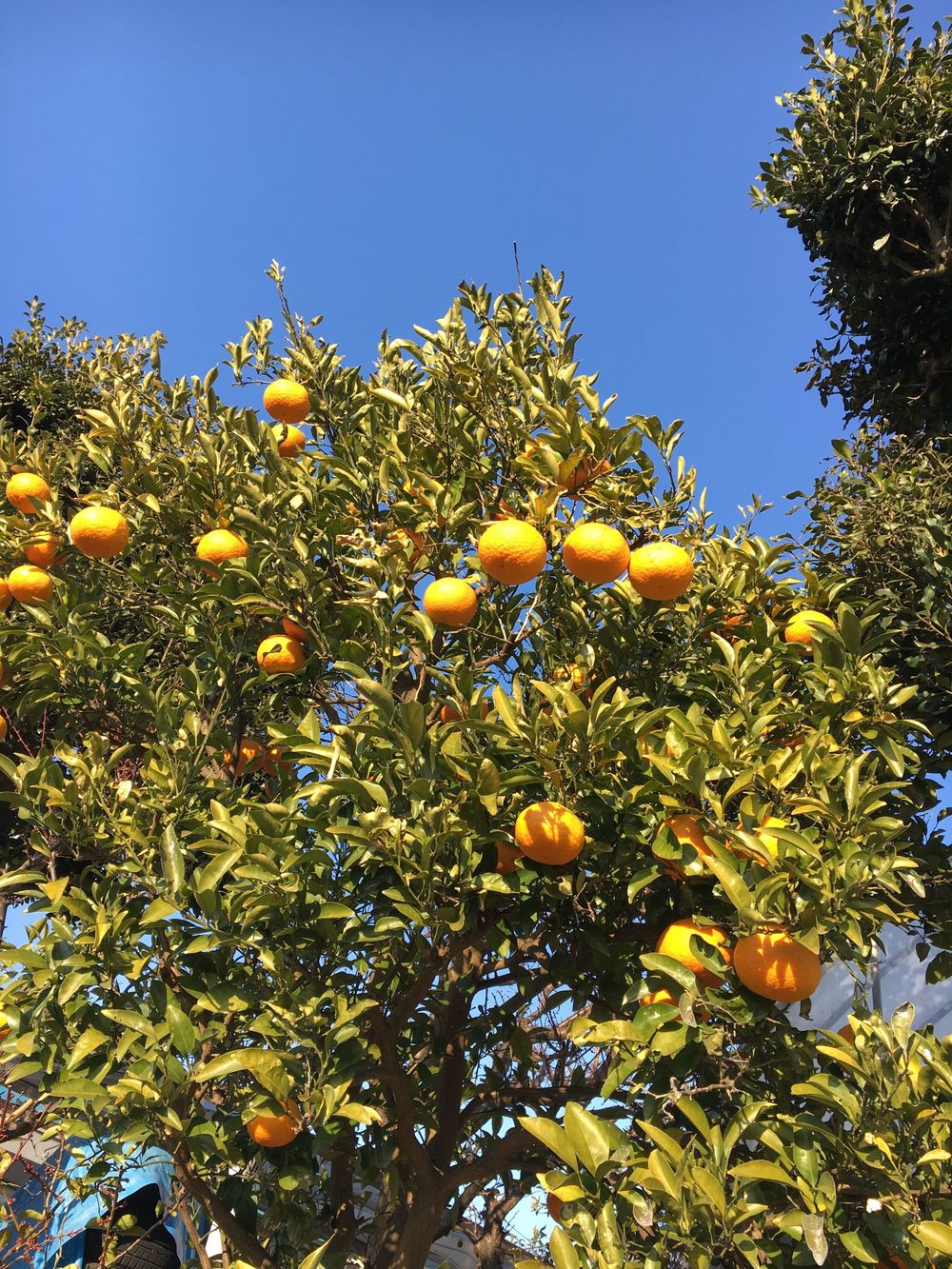 鶴見川沿のんびりしたランニングコースの写真4