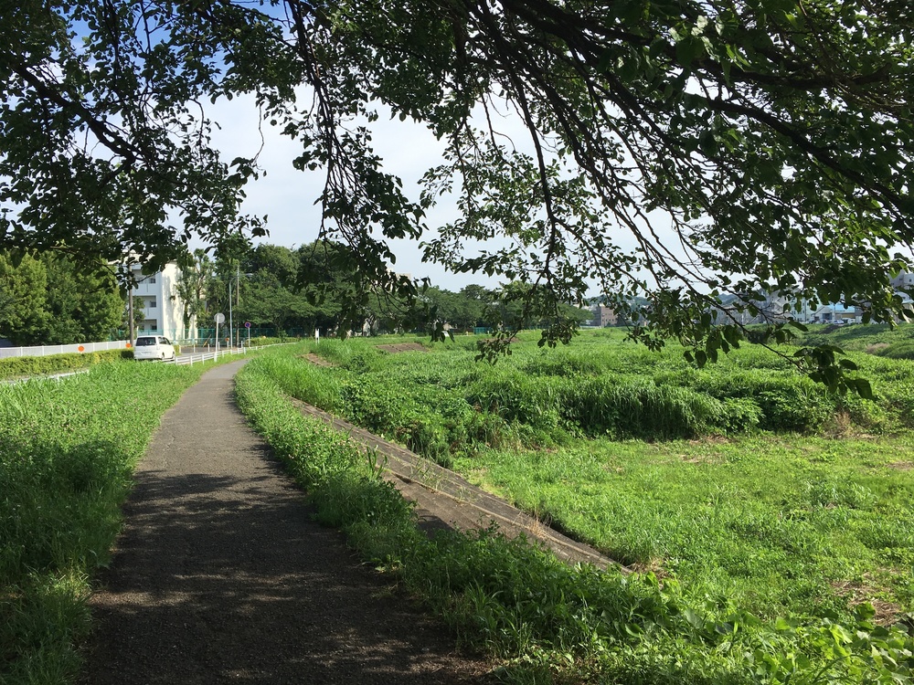 鶴見川沿のんびりしたランニングコースの写真5
