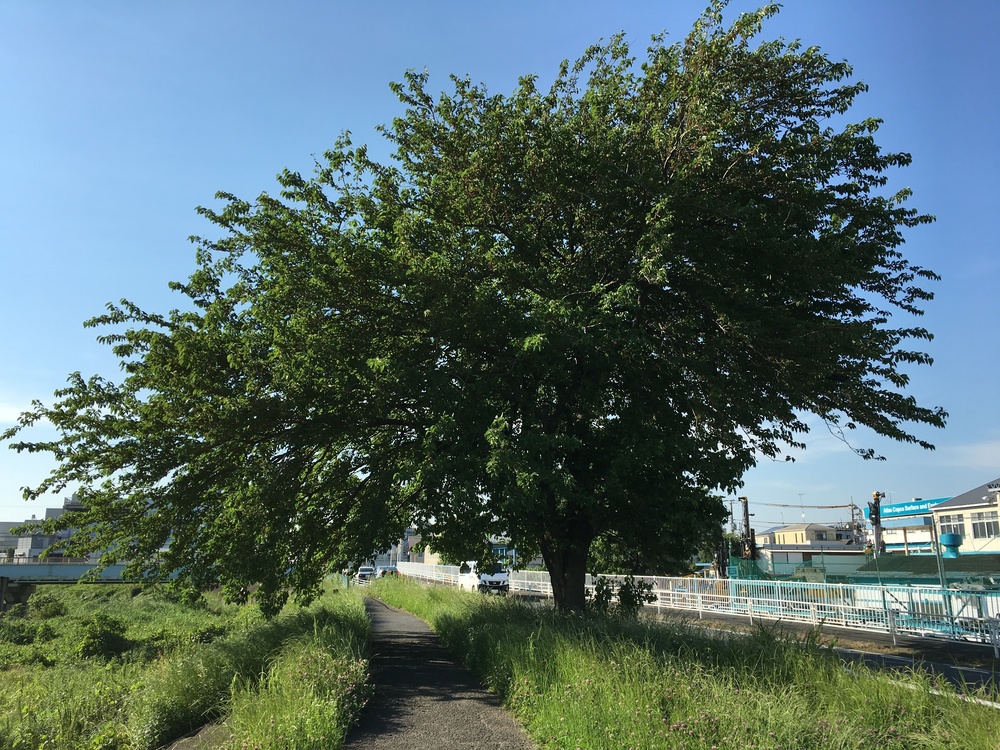鶴見川沿のんびりしたランニングコースの写真6