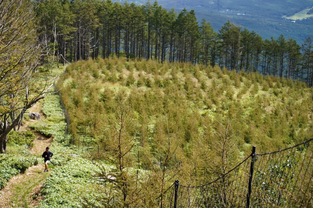 森林浴と眺望が楽しめる姫木平8kmハイキングコースの写真6