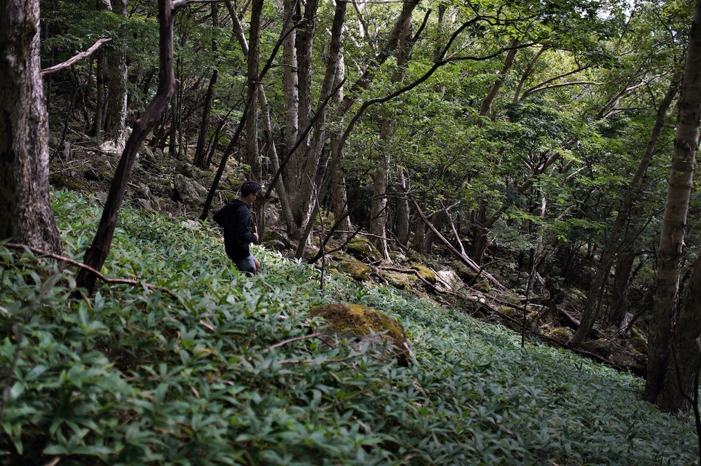 森林浴と眺望が楽しめる姫木平8kmハイキングコースの写真11