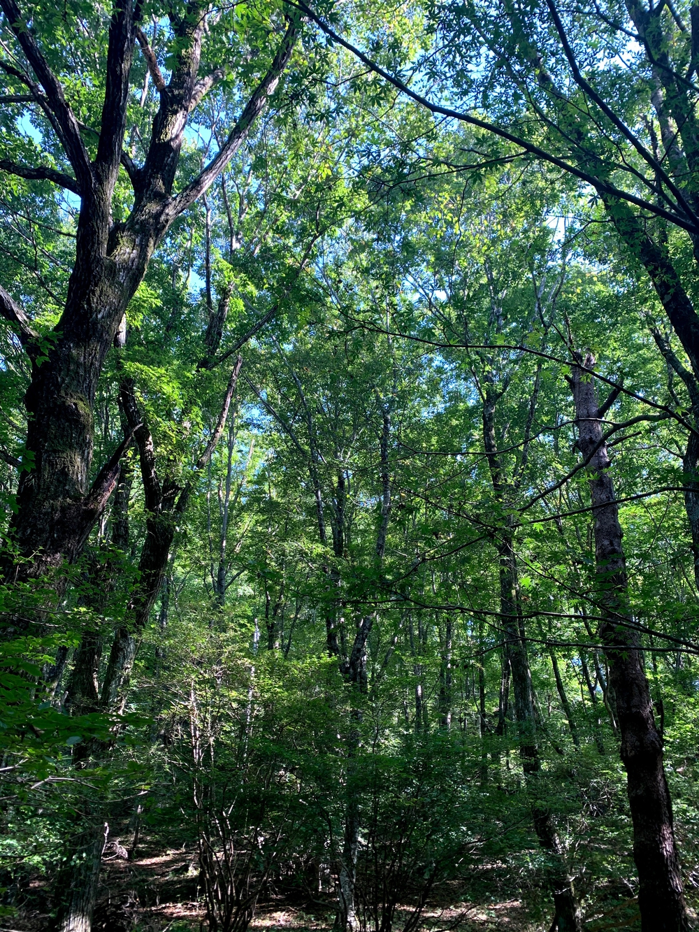愛知県最大級の原生林の森ですの写真4