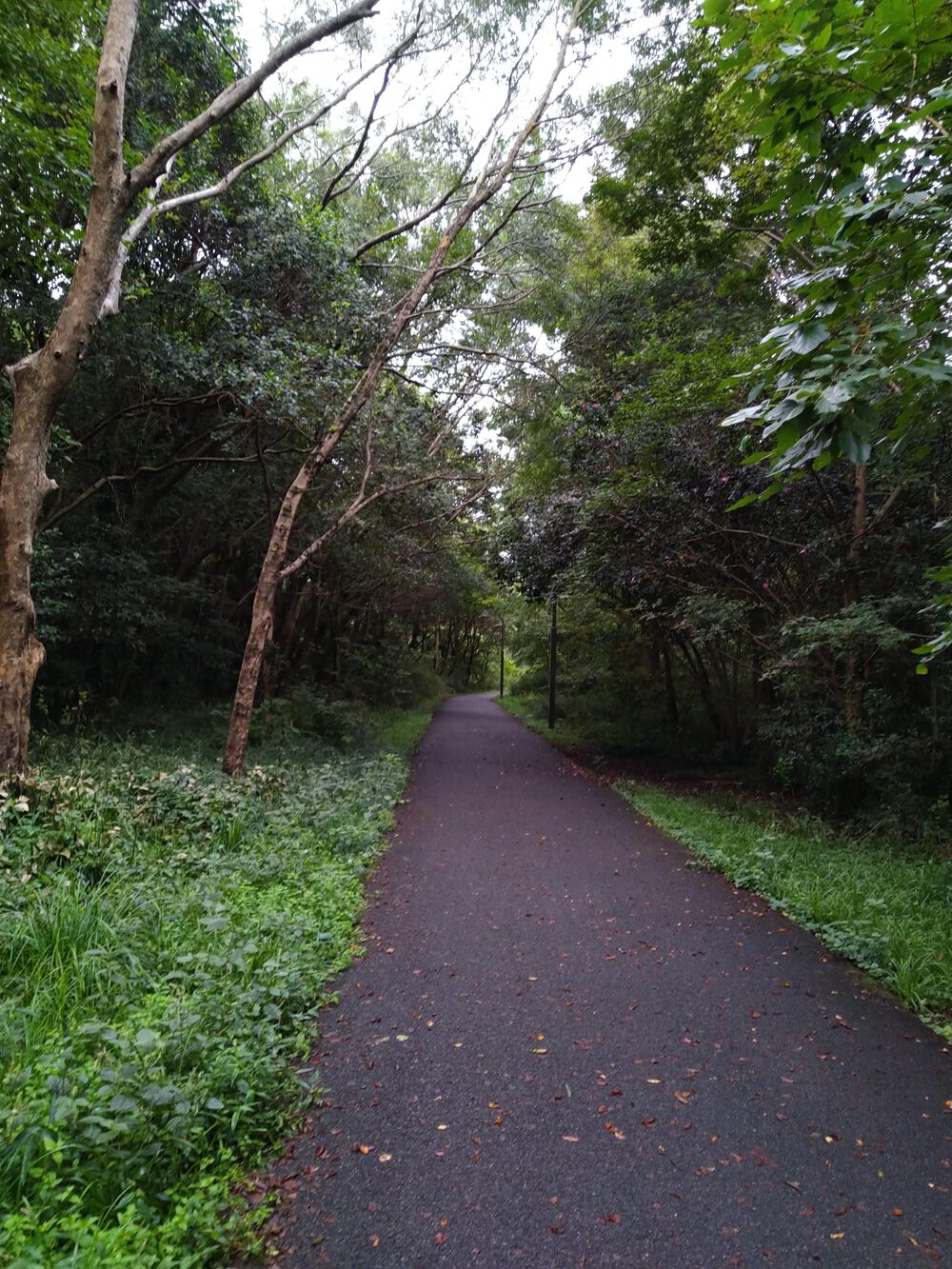 水元　蘭 江戸川区 葛飾区 川沿いラン プラスで水元公園 | ラントリップ