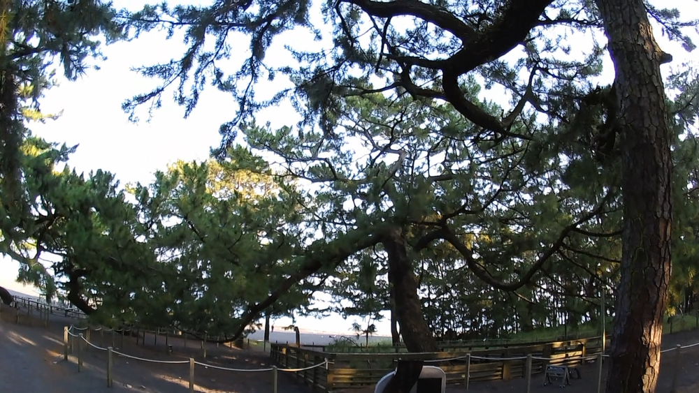 静岡県世界貿易港清水港、三保半島をめぐる11キロのランニングの写真5