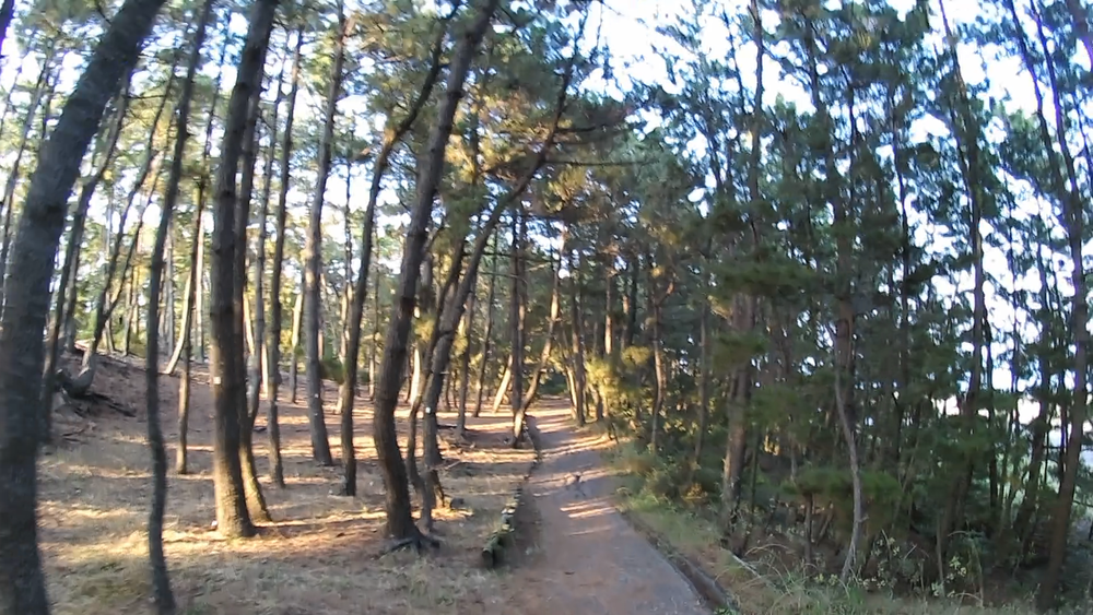 静岡県世界貿易港清水港、三保半島をめぐる11キロのランニングの写真6