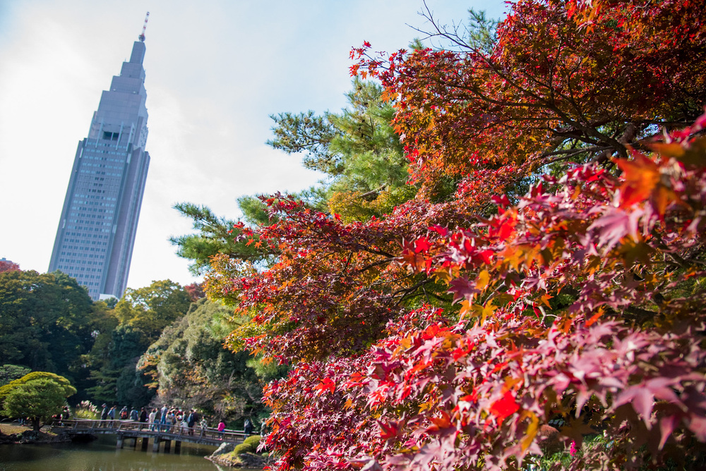 都心で自然を満喫・新宿御苑１周３km弱の写真3