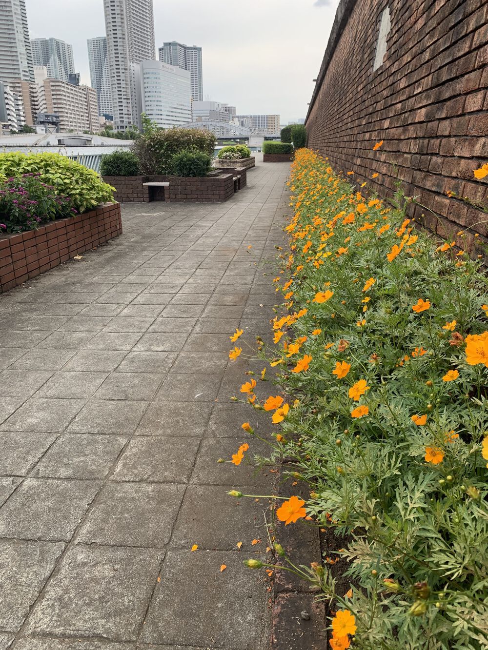 歌川広重と共にRUN 築地の写真7