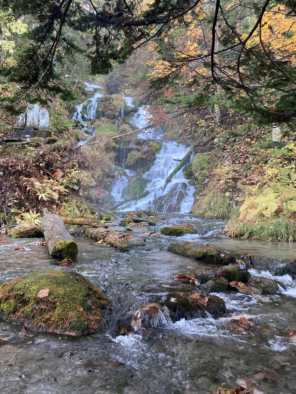 道の駅びえい「白金ビルケ」発着白金周遊コースの写真4