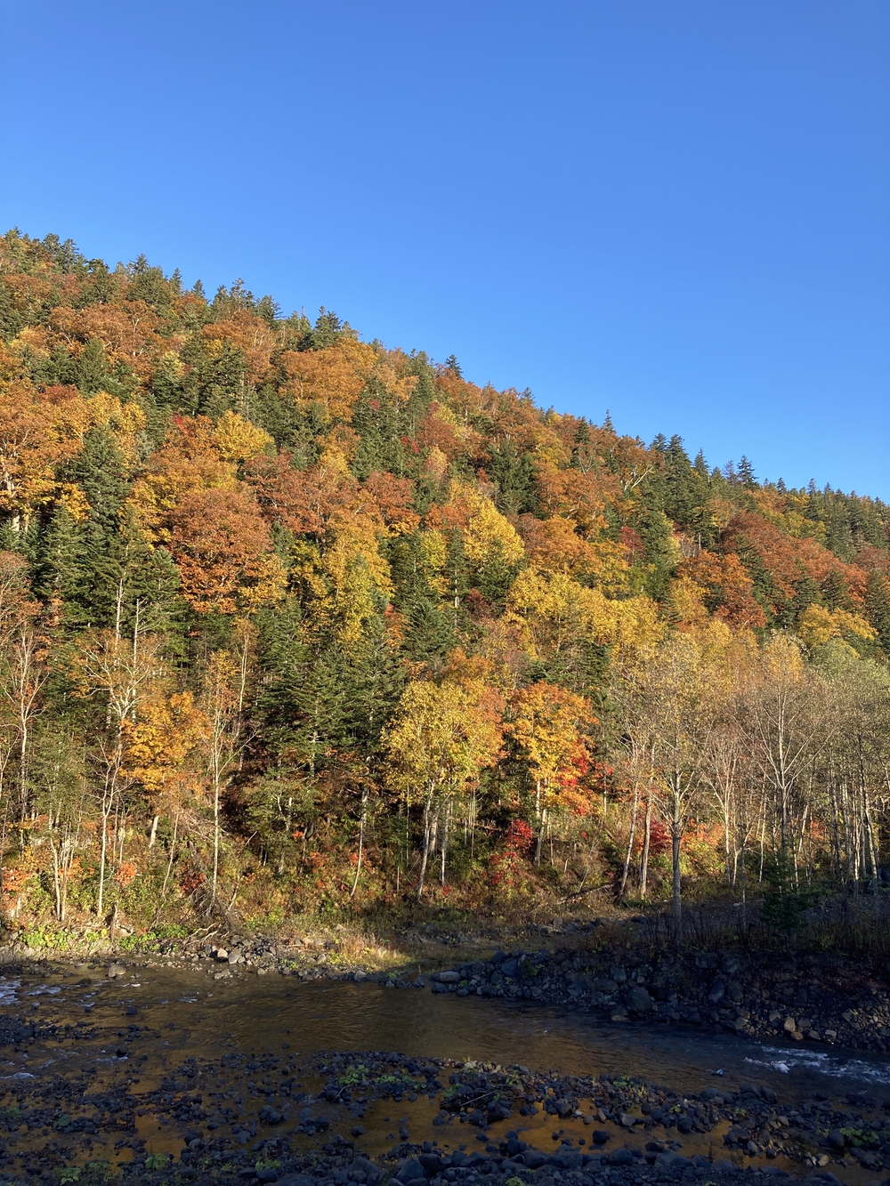 道の駅びえい「白金ビルケ」発着白金周遊コースの写真7