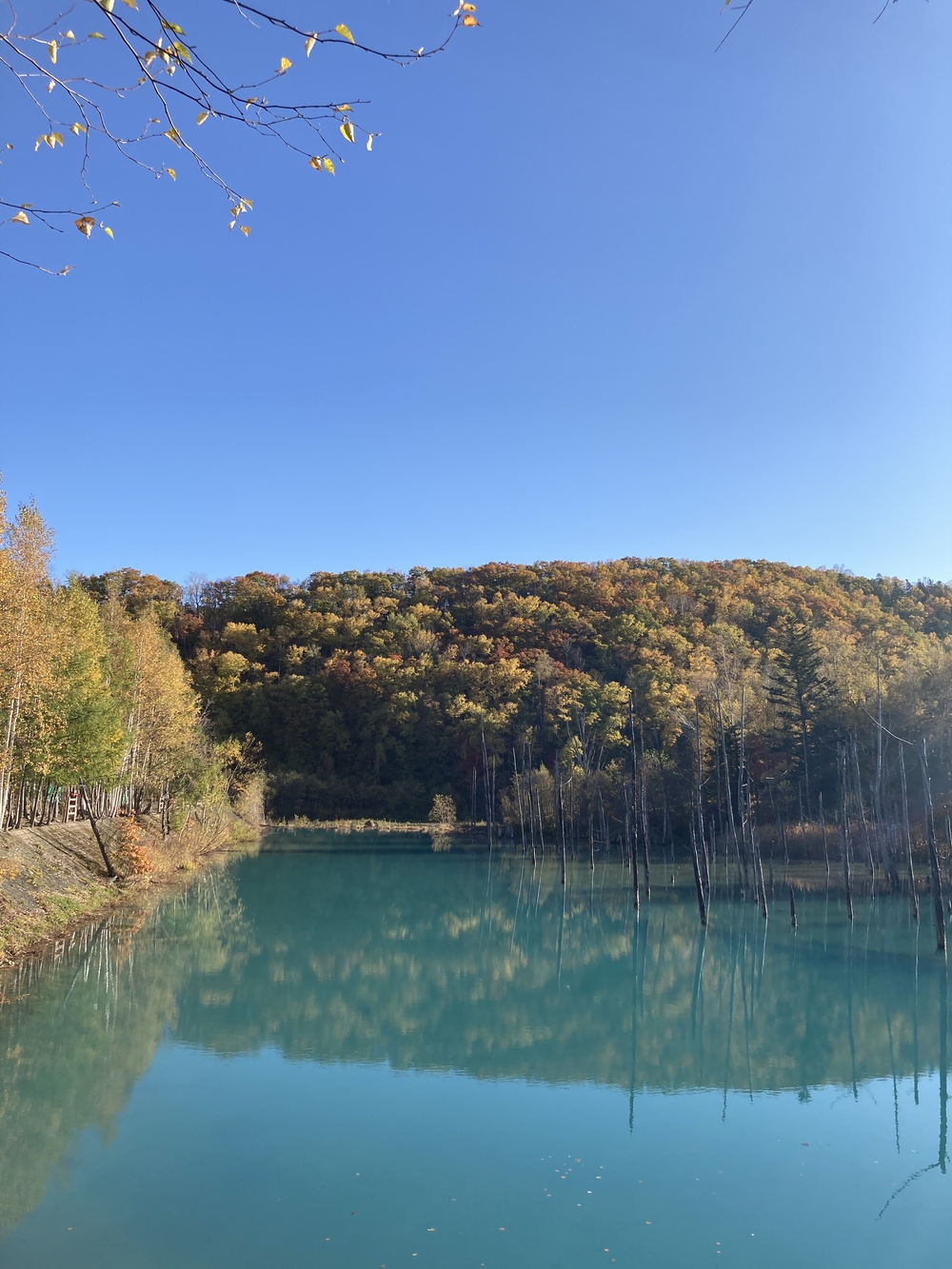 道の駅びえい「白金ビルケ」発着白金周遊コースの写真9