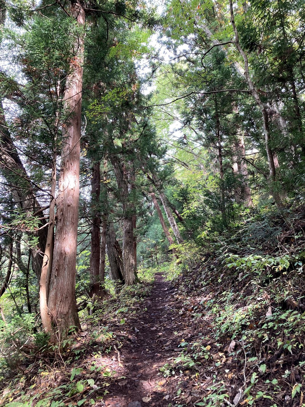 第9回白馬国際トレイルランの写真7