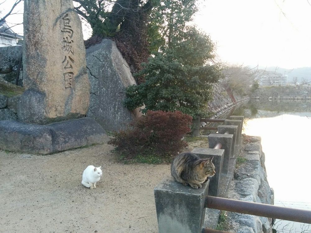 岡山城と後楽園を30分で味わえる出張朝ランコース！の写真4