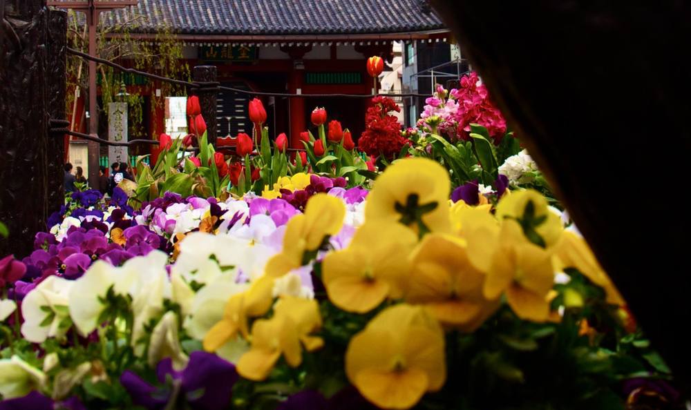 隅田川＆浅草コースの写真8