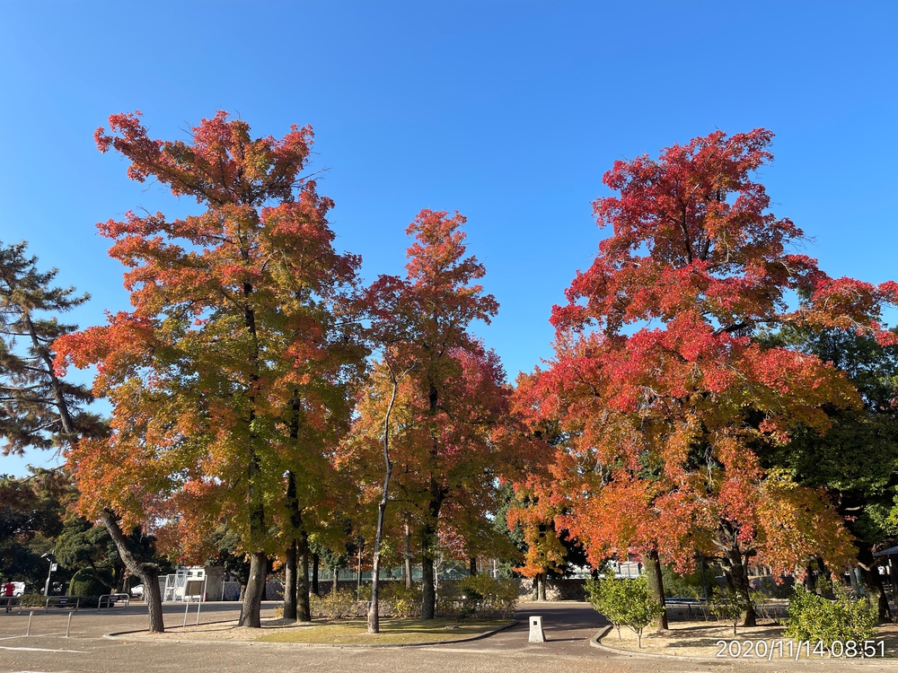 岡山市紅葉ジョグの写真4