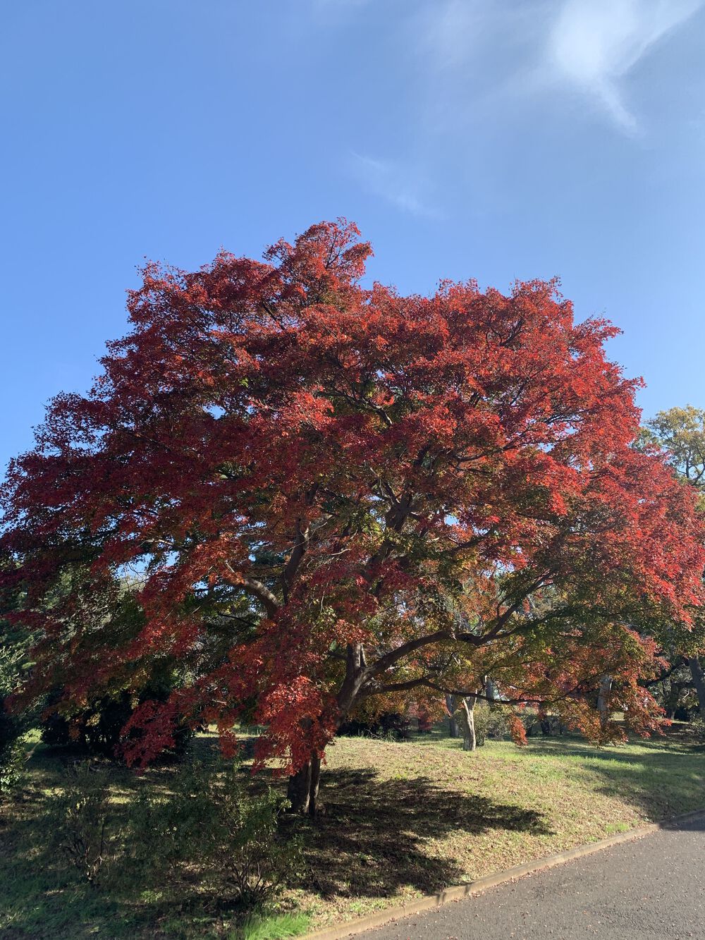 歌川広重と共にRUN 市川の写真5