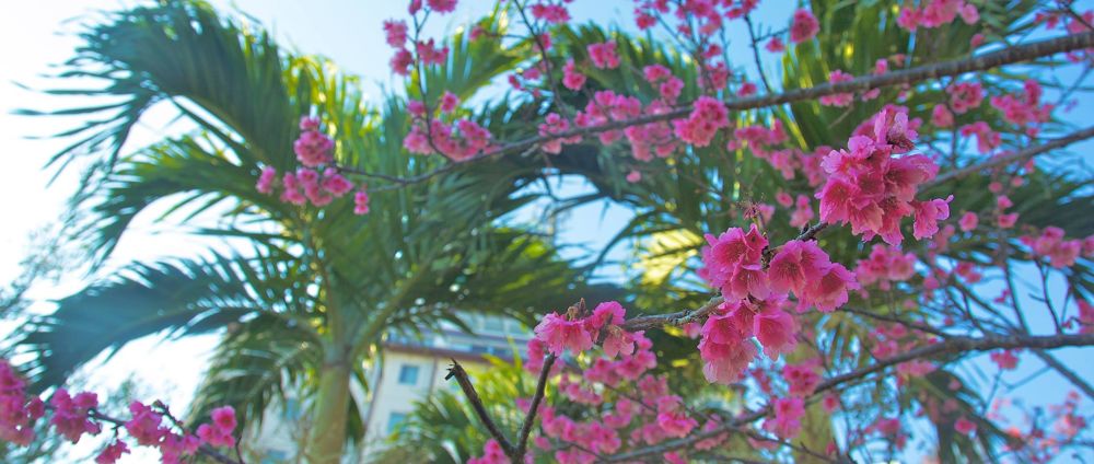 沖縄・奥武山総合運動公園の写真5