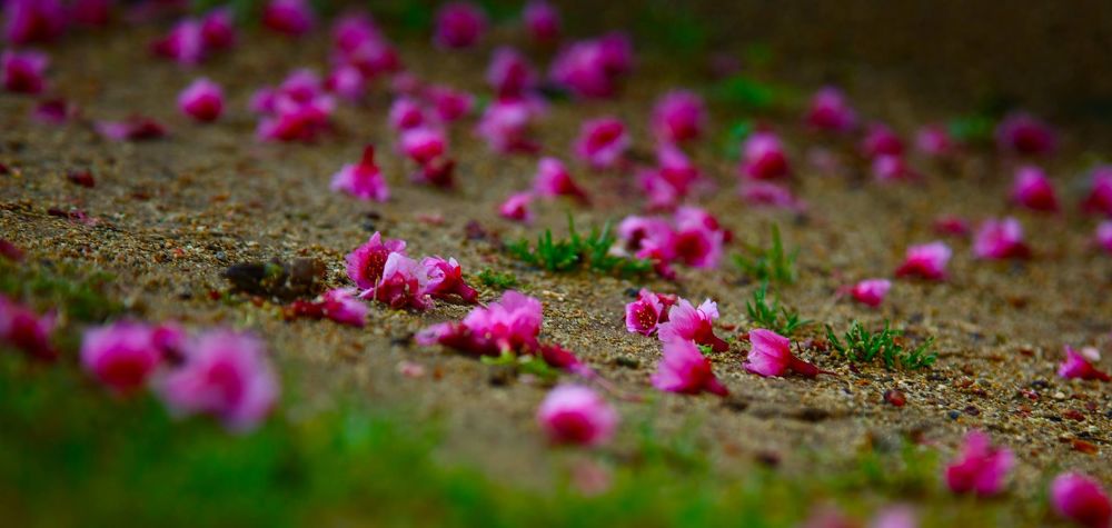 沖縄・奥武山総合運動公園の写真8