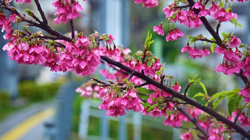 沖縄・奥武山総合運動公園の写真9