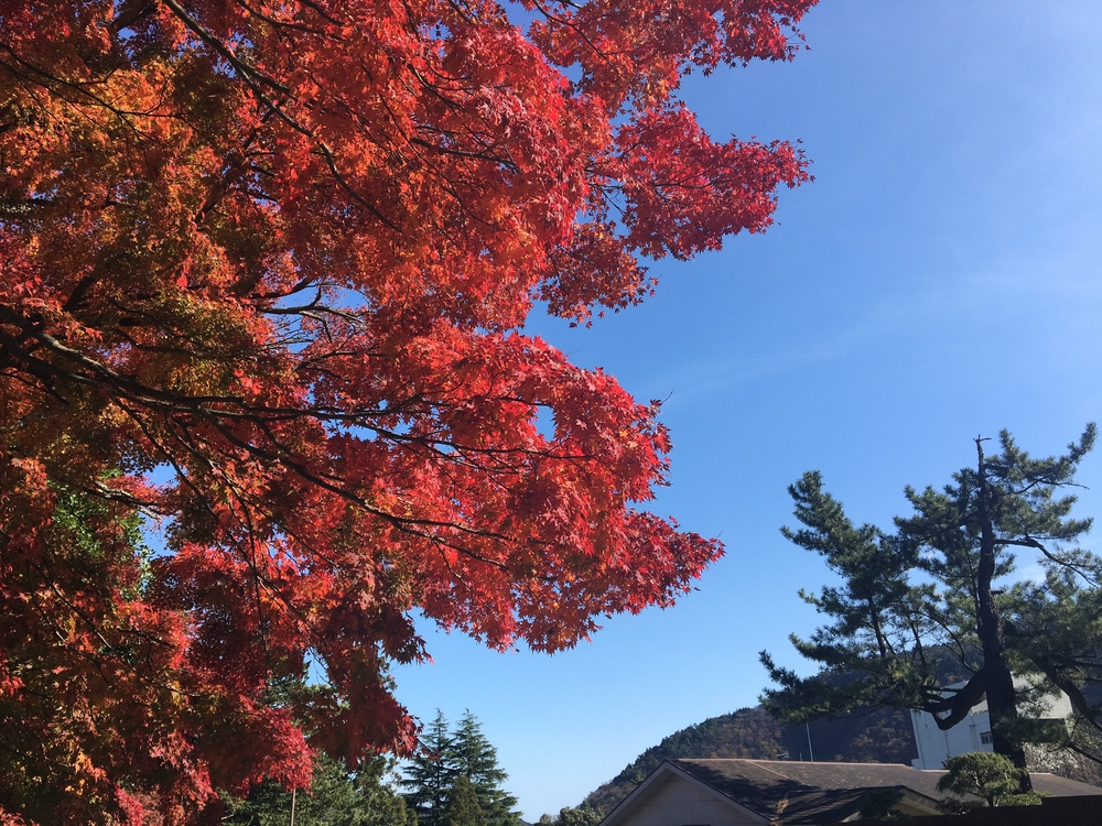 箱根五区の後半 (大平台〜芦ノ湖)の写真9