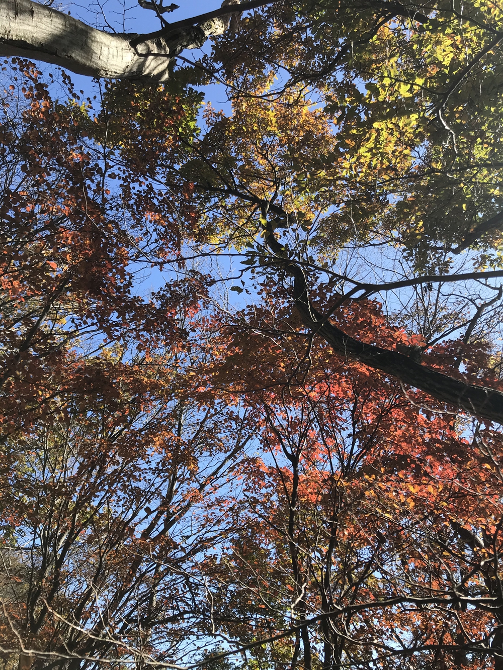 宮ヶ瀬ダムを楽しむトレイルと絶品パフェの写真4