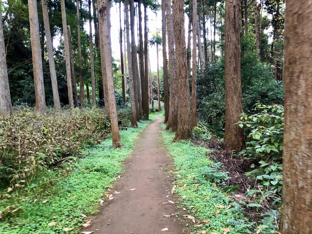 逗子トレイル〜やまなみルートを走る〜の写真10