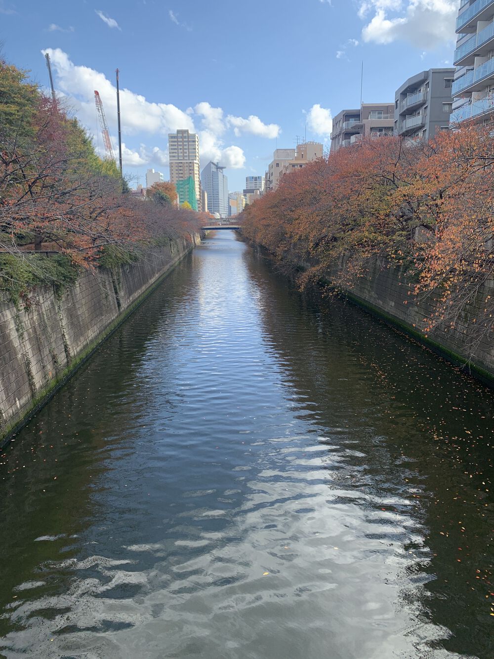 歌川広重と共にRUN 目黒川〜目黒坂の写真4