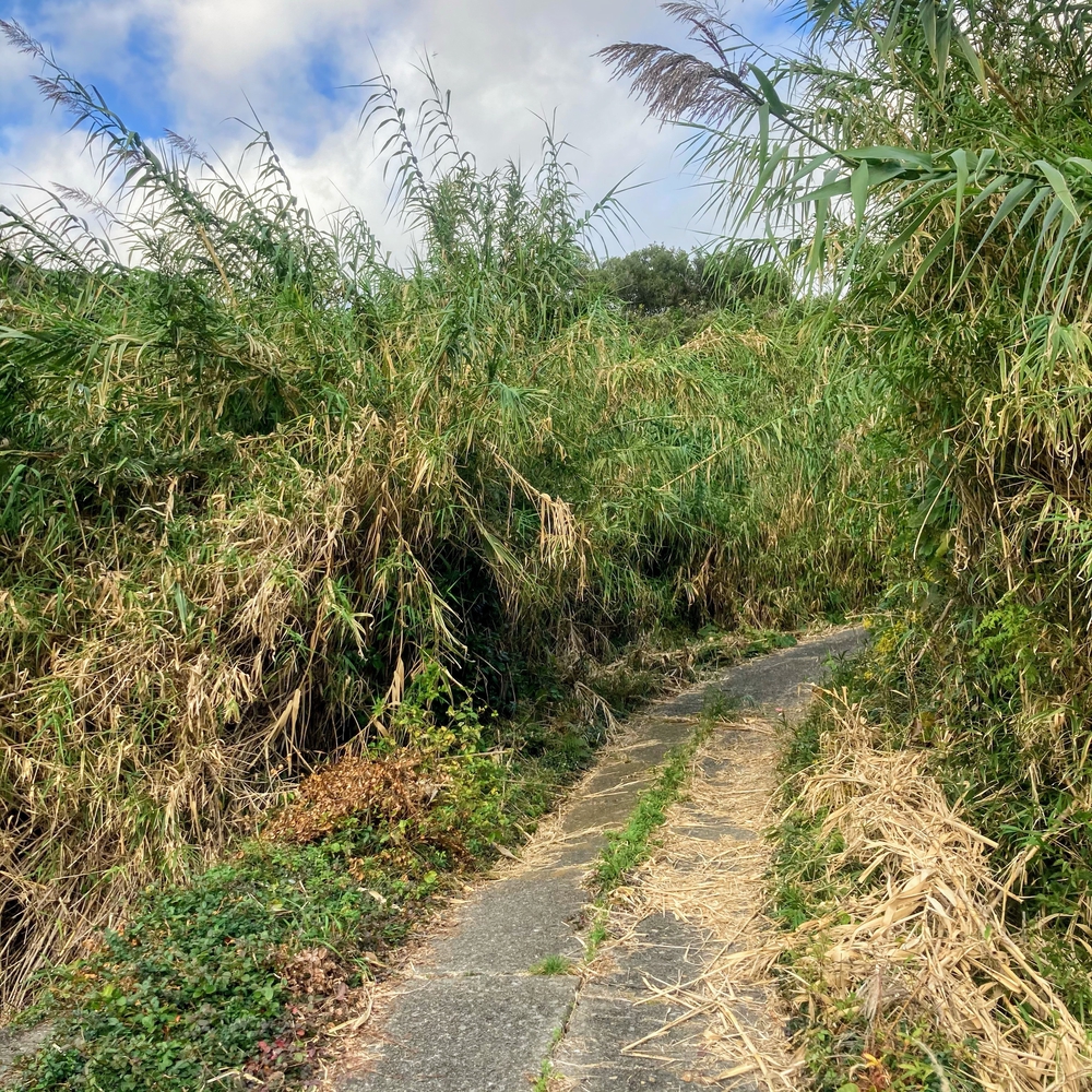 キツすぎるハイキングコースの写真4