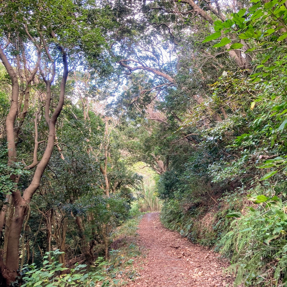 キツすぎるハイキングコースの写真6