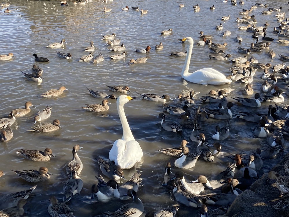 ラムサール条約登録湿地瓢湖の写真3