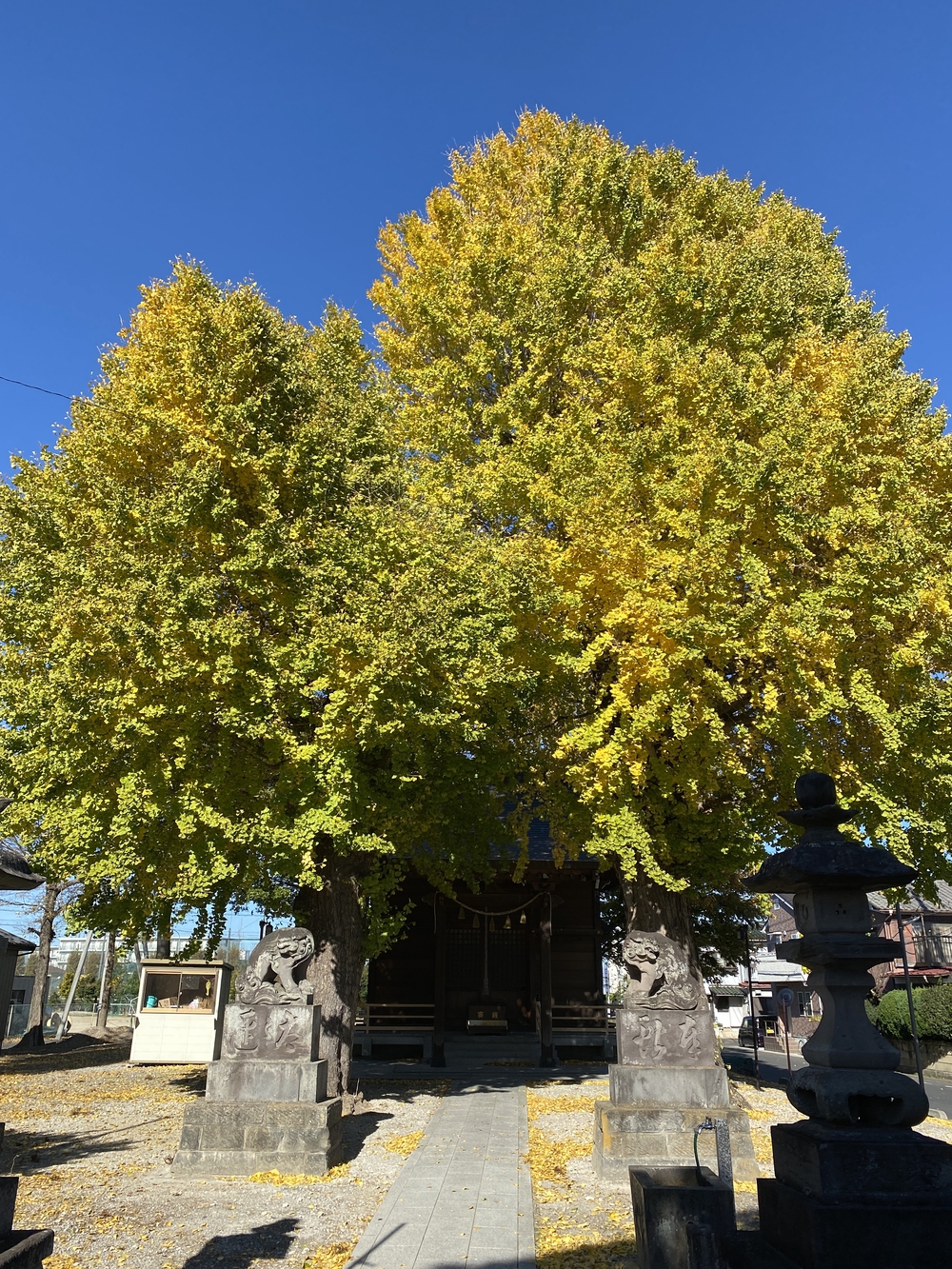 日光道中（街道）旅ラン　第二日目　（越谷〜粕壁〜杉戸〜幸手）の写真10