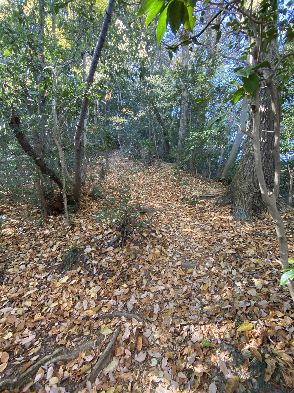 南高尾縦走トレランの写真4